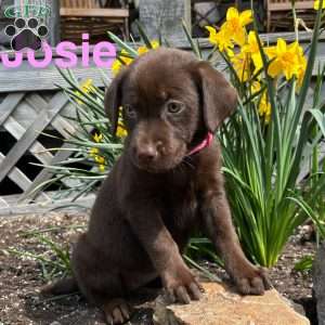 Josie, Chocolate Labrador Retriever Puppy